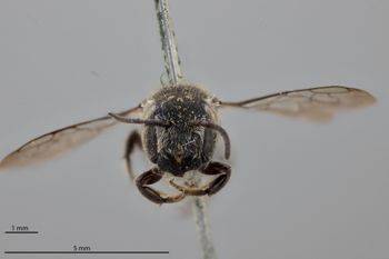 Media type: image;   Entomology 25434 Aspect: head frontal view